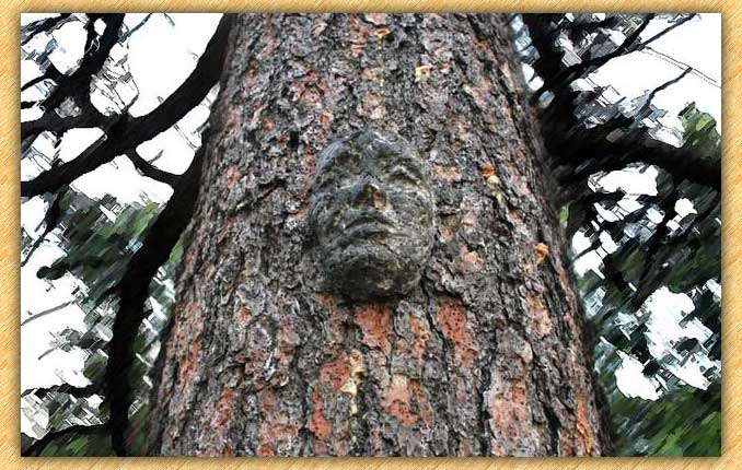 TreeFace