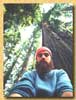 RedwoodForest