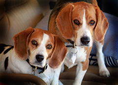 Beagle Boys