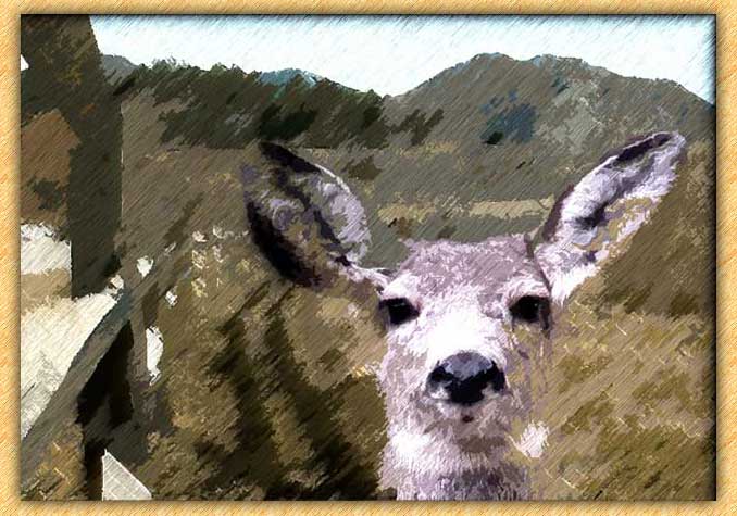 Deer