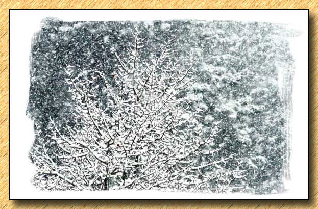 Aspen Snows