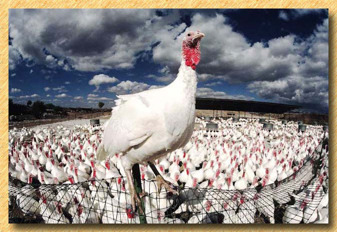 King Turkey