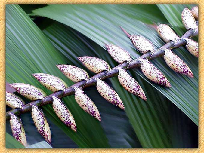 Pods