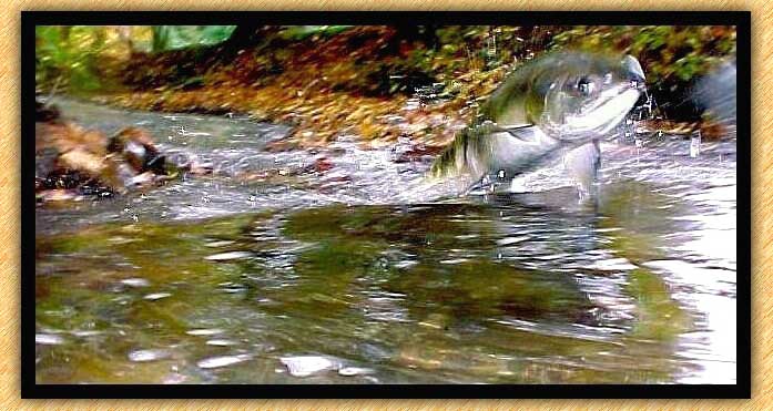 Salmon Spawn