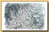 Aspen Snows
